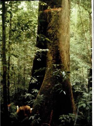 Dipterocarps: Trees That Dominate the Asian Rain Forest