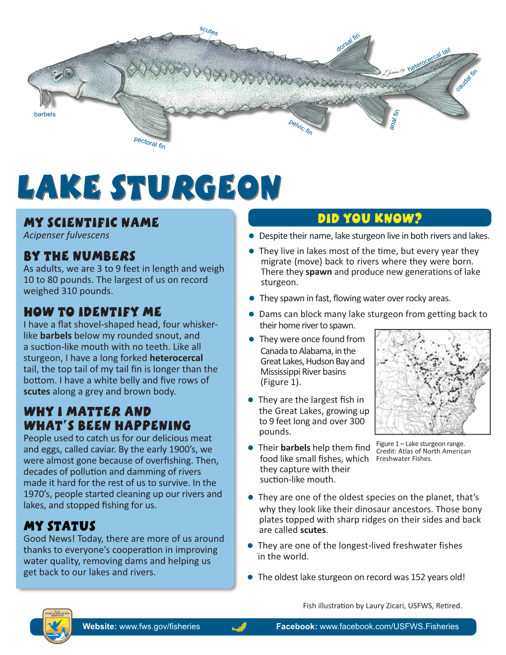 Lake Sturgeon My Scientific Name Did You Know? Acipenser Fulvescens Zzdespite Their Name, Lake Sturgeon Live in Both Rivers and Lakes