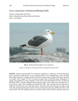 Larus Argentatus (American Herring Gull) Family: Laridae (Gulls and Terns) Order: Charadriiformes (Shore Birds and Waders) Class: Aves (Birds)