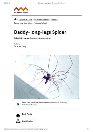 Daddy-Long-Legs Spider - the Australian Museum