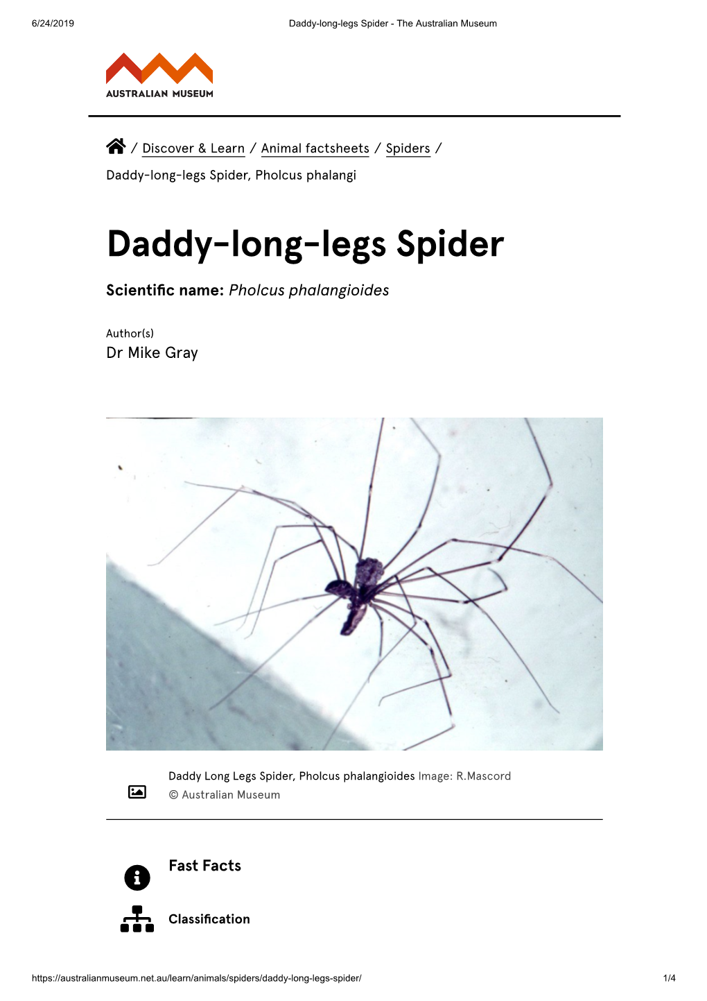 Daddy-Long-Legs Spider - the Australian Museum