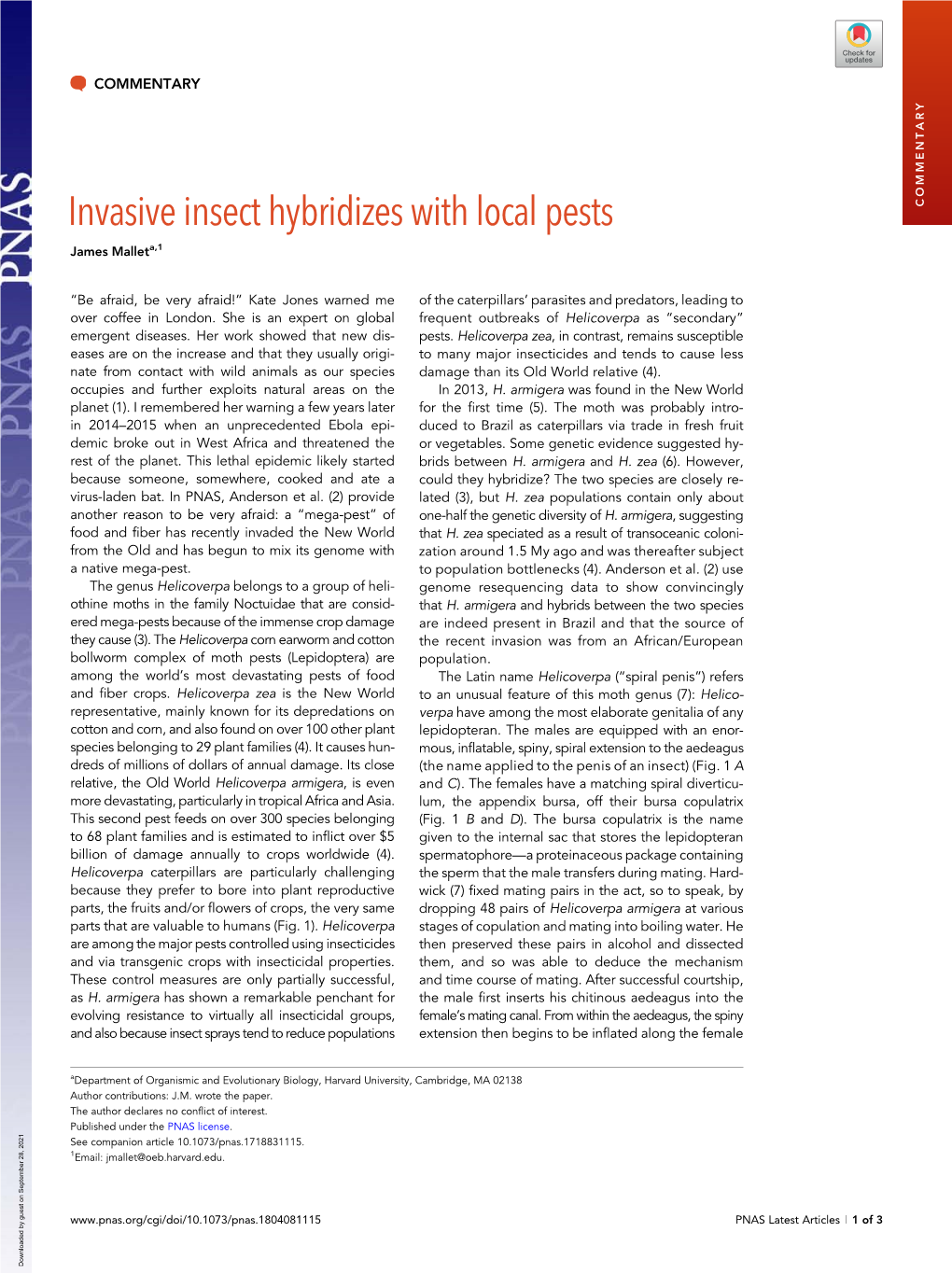 Invasive Insect Hybridizes with Local Pests COMMENTARY