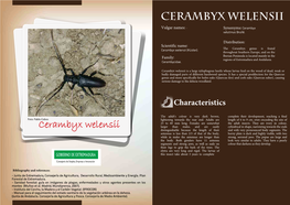 Cerambyx Welensii
