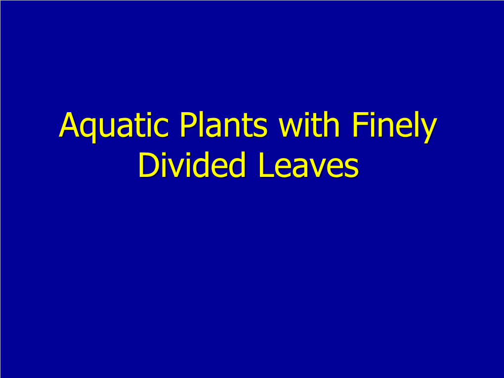 Finely Divided Aquatic Plants Powerpoint