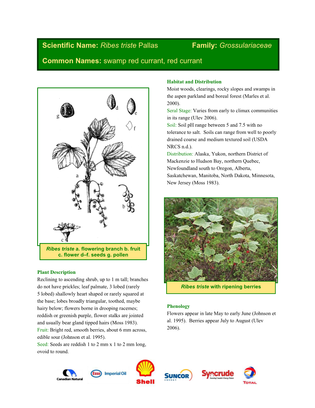 Ribes Triste Pallas Family: Grossulariaceae