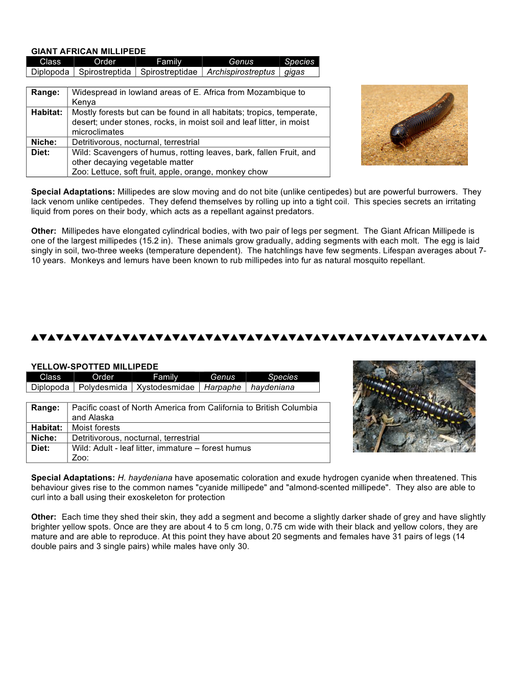 GIANT AFRICAN MILLIPEDE Class Order Family Genus Species Diplopoda Spirostreptida Spirostreptidae Archispirostreptus Gigas