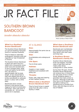 Southern Brown Bandicoot