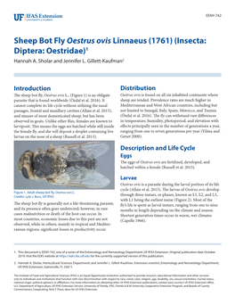 Sheep Bot Fly Oestrus Ovis Linnaeus (1761) (Insecta: Diptera: Oestridae)1 Hannah A