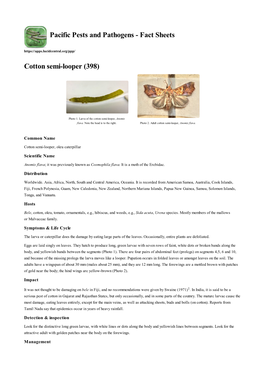Cotton Semi-Looper (398)