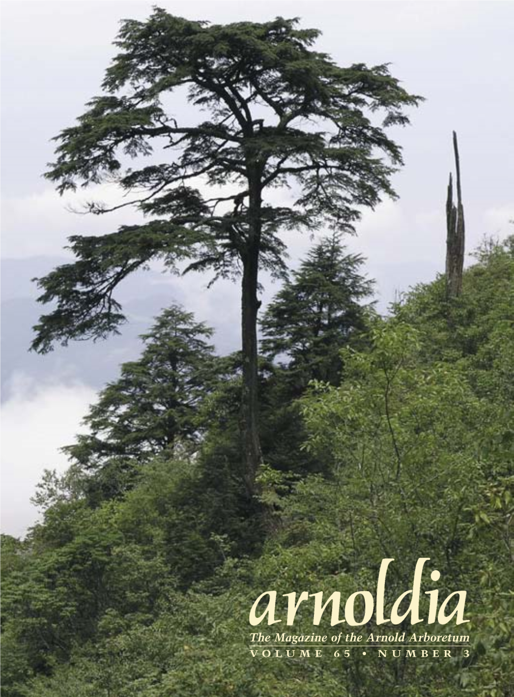 The Magazine of the Arnold Arboretum V O L U M E 6 5 • N U M B E R 3