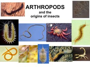 ARTHROPODS and the Origins of Insects ARTHROPODA and Related Phyla