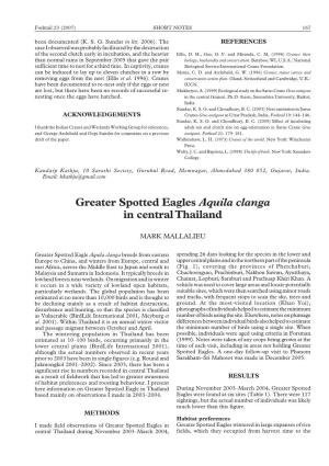 Greater Spotted Eagles Aquila Clanga in Central Thailand