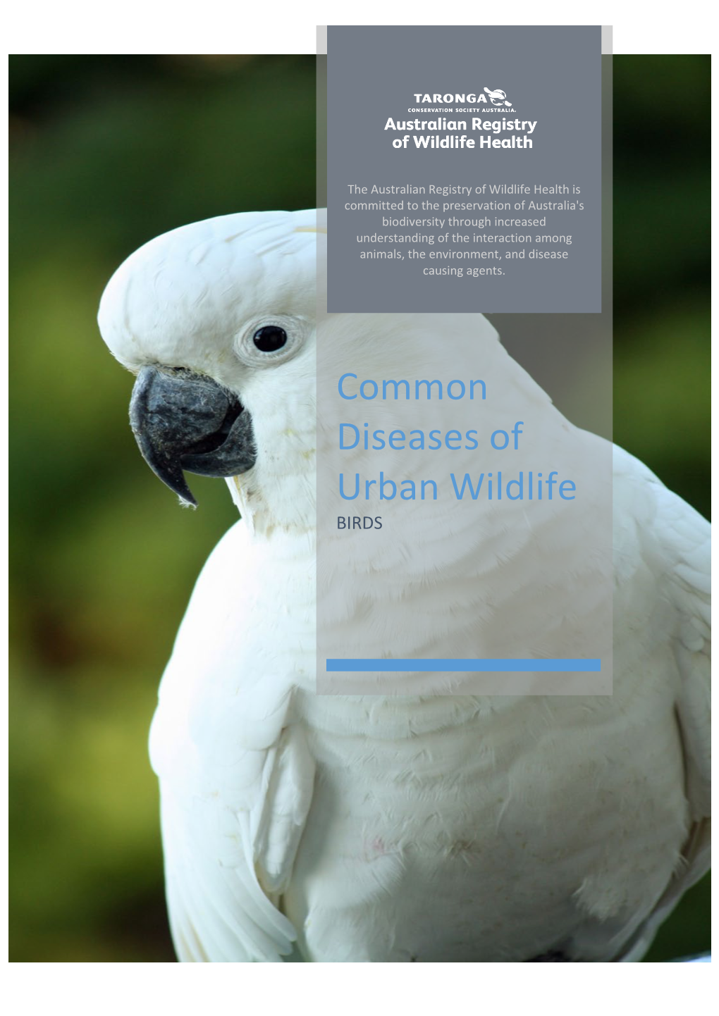 Common Diseases of Urban Wildlife: Birds