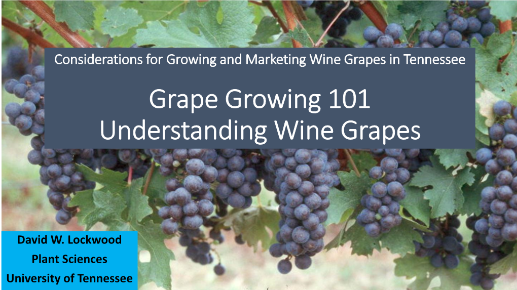 Grape Growing 101 Understanding Wine Grapes