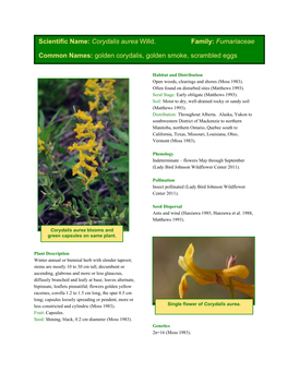 Scientific Name: Corydalis Aurea Willd. Family: Fumariaceae