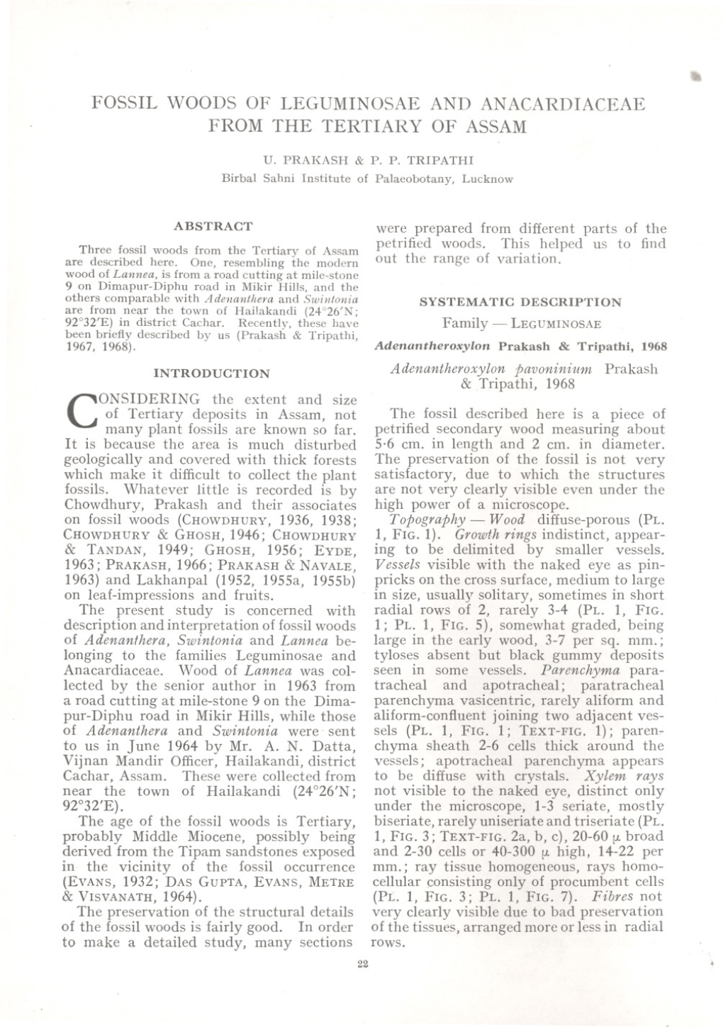 Fossil Woods of Leguminosae and Anacardiaceae from the Tertiary of Assam