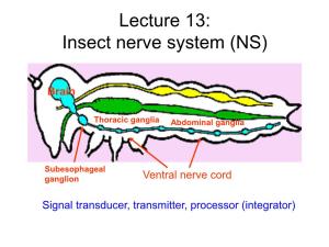 Lecture 13: Insect Nerve System (NS)