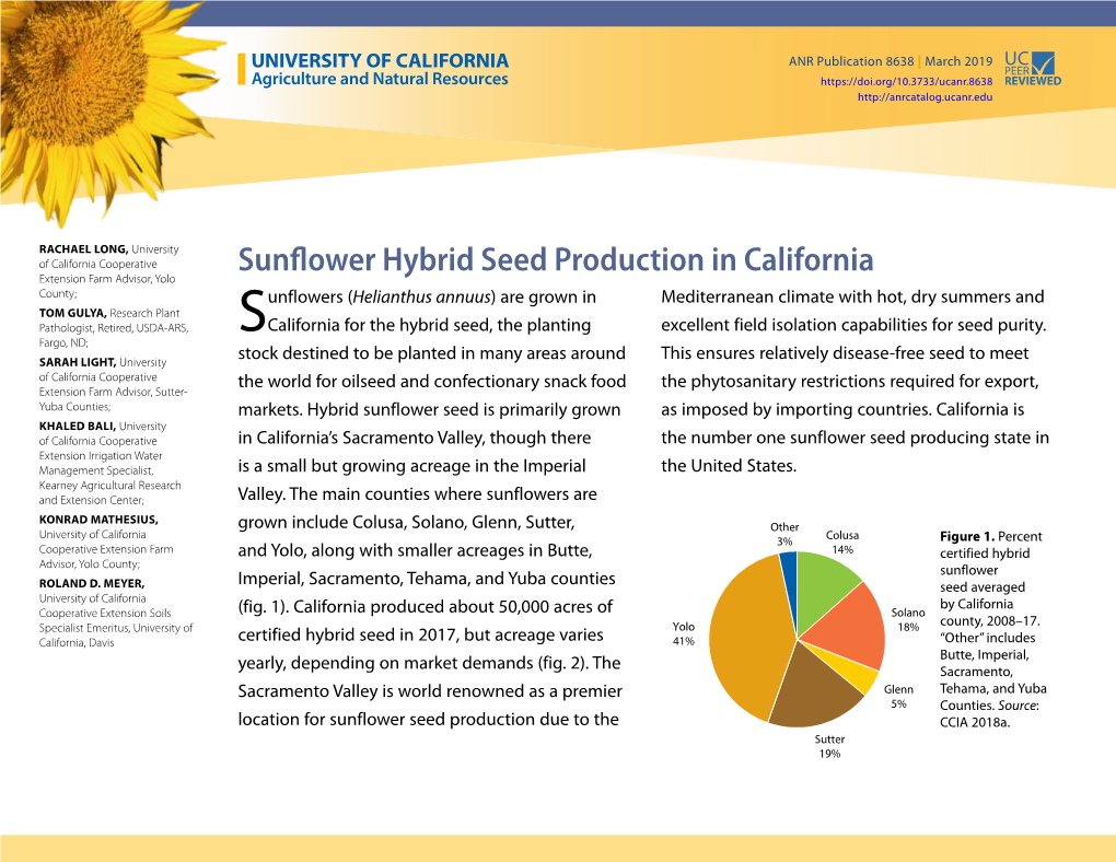 Sunflower Hybrid Seed Production in California