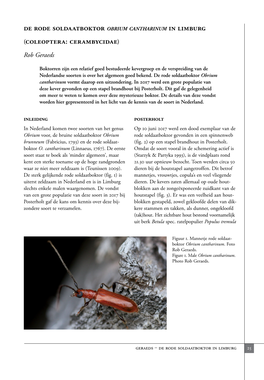 De Rode Soldaatboktor Obrium Cantharinum in Limburg (Coleoptera: Cerambycidae)