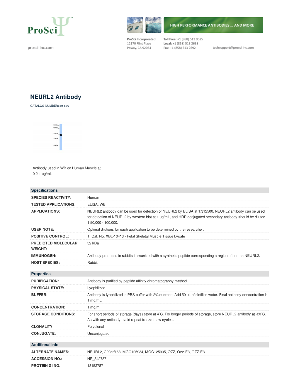 NEURL2 Antibody