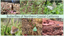 Butterflies of Northern Coastal California