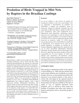 Predation of Birds Trapped in Mist Nets by Raptors in the Brazilian Caatinga