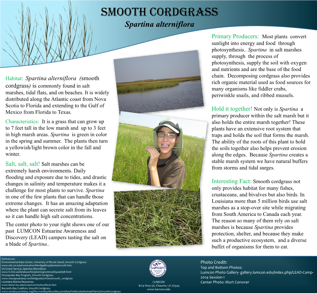 Spartina Alterniflora Primary Producers: Most Plants Convert Sunlight Into Energy and Food Through Photosynthesis