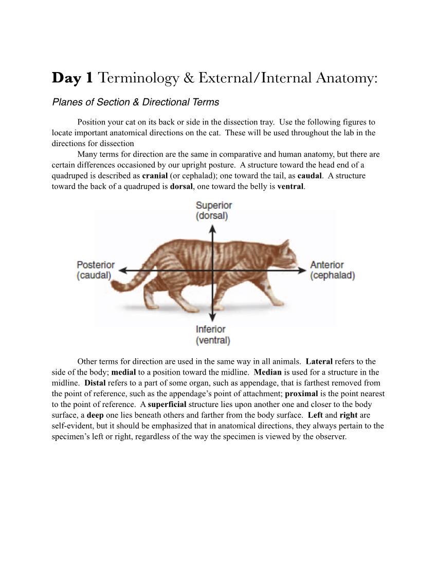 Day 1 Terminology & External/Internal Anatomy