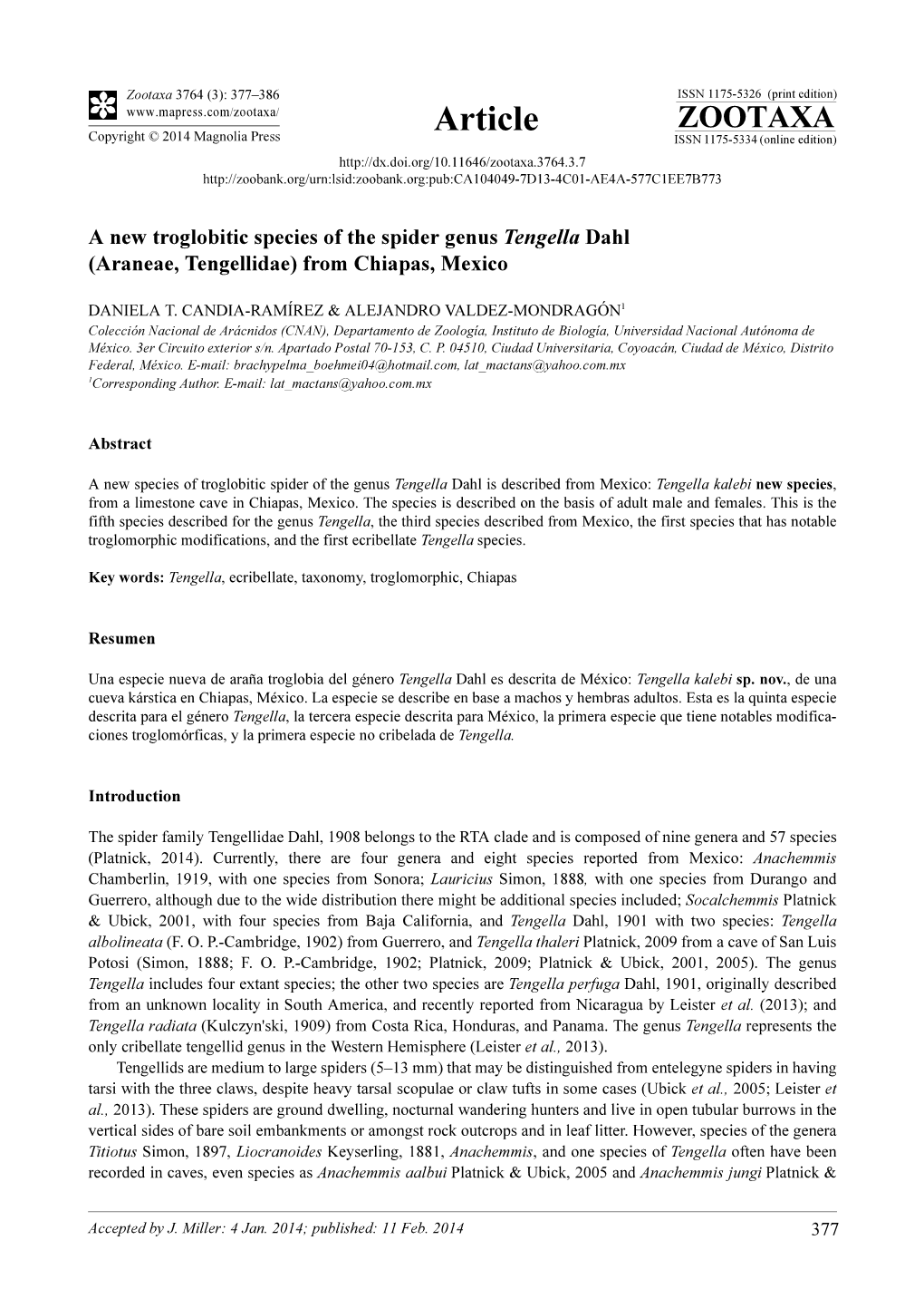 A New Troglobitic Species of the Spider Genus Tengella Dahl (Araneae, Tengellidae) from Chiapas, Mexico