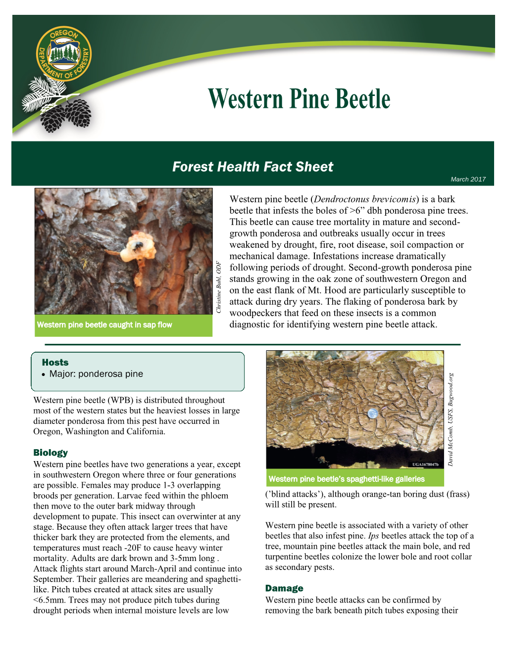 Western Pine Beetle (Dendroctonus Brevicomis) Is a Bark Beetle That Infests the Boles of >6” Dbh Ponderosa Pine Trees