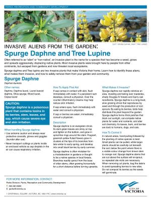 Spurge Daphne and Tree Lupine