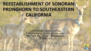 Reestablishment of Sonoran Pronghorn to Southeastern California