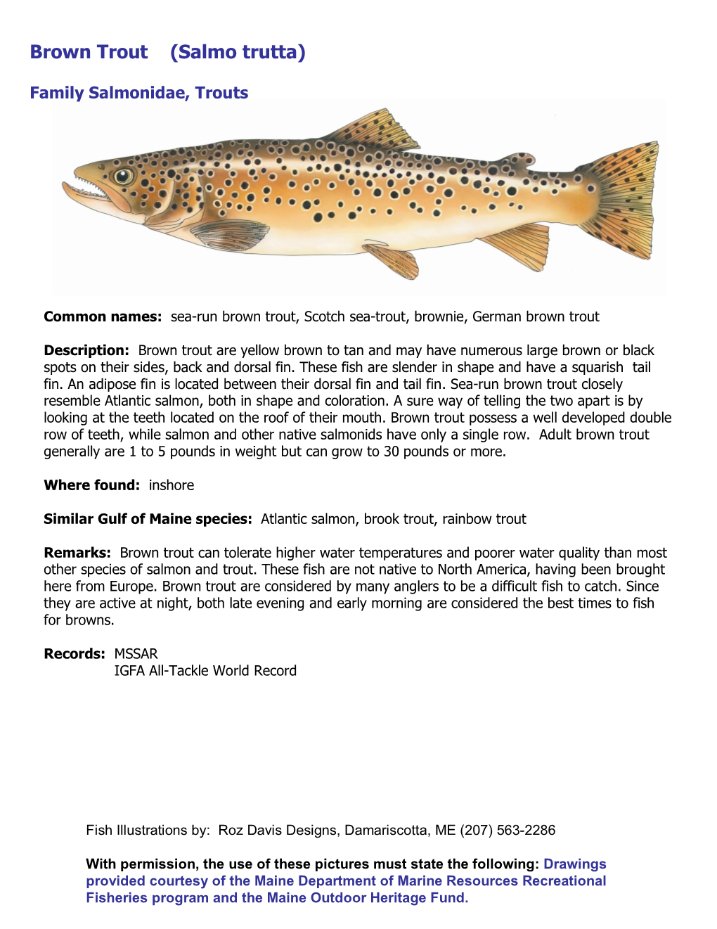 Brown Trout (Salmo Trutta)