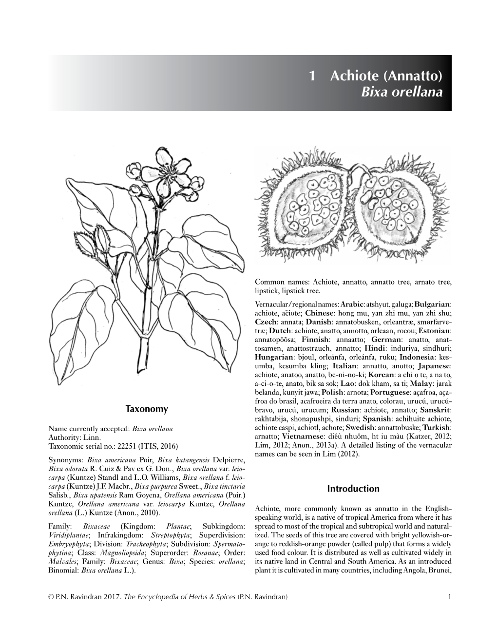 1 Achiote (Annatto) Bixa Orellana