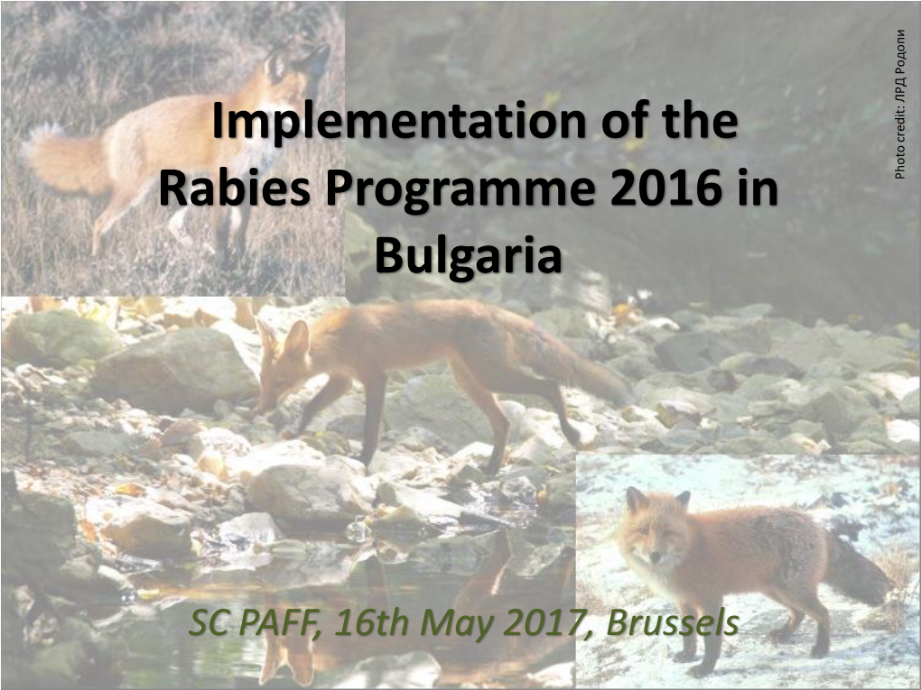 Rabies Programme 2016 in Credit: Photo Bulgaria