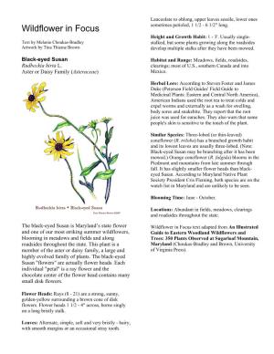 Black-Eyed Susan Habitat and Range: Meadows, Fields, Roadsides, Rudbeckia Hirta L