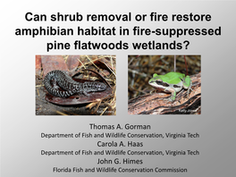 Can Shrub Removal Or Fire Restore Amphibian Habitat in Fire-Suppressed Pine Flatwoods Wetlands?