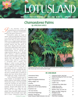 Chamaedorea Palms by VIRGINIA HAYES