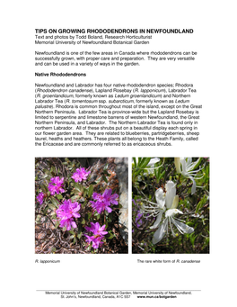 GROWING RHODODENDRONS in NEWFOUNDLAND Text and Photos by Todd Boland, Research Horticulturist Memorial University of Newfoundland Botanical Garden