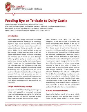 Feeding Rye Or Triticale to Dairy Cattle