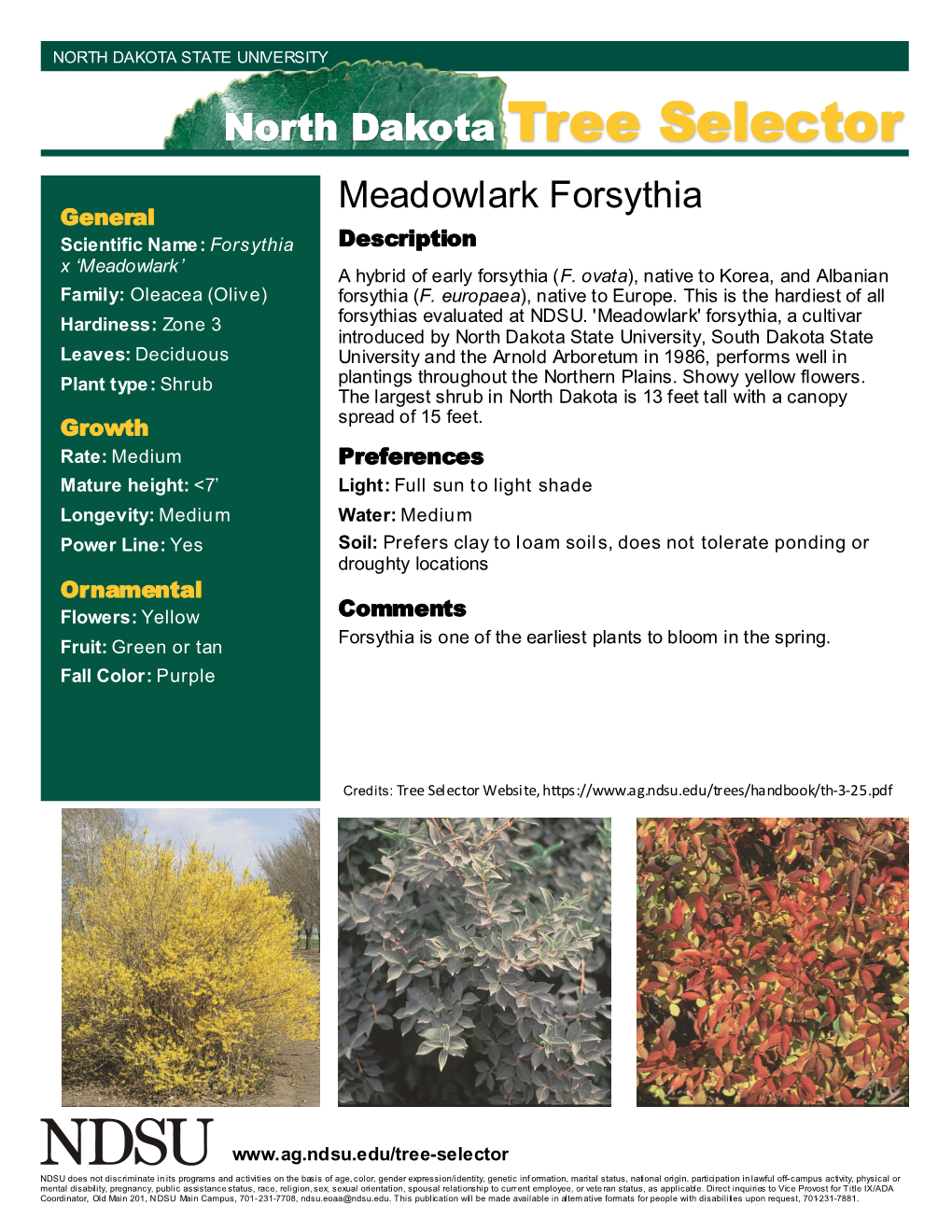 North Dakota Tree Selector Meadowlark Forsythia General Scientific Name: Forsythia Description X ‘Meadowlark’ a Hybrid of Early Forsythia (F