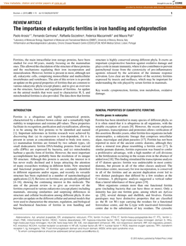 The Importance of Eukaryotic Ferritins in Iron Handling and Cytoprotection