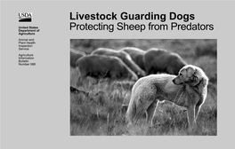 Livestock Guarding Dog 2/98