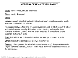 Verbenaceae – Vervain Family