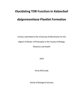 Elucidating TOR Function in Kalanchoe Daigremontiana Plantlet