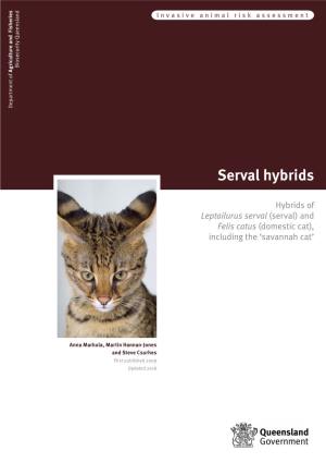 Savannah Cat’ ‘Savannah the Including Serval Hybrids Felis Catus (Domestic Cat), (Serval) and (Serval) Hybrids Of