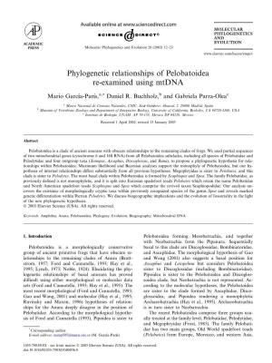 Phylogenetic Relationships of Pelobatoidea Re-Examined Using Mtdna
