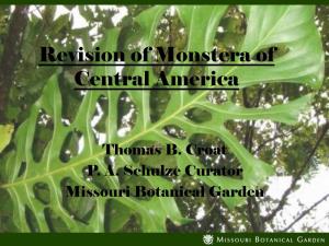 Revision of Monstera of Central America
