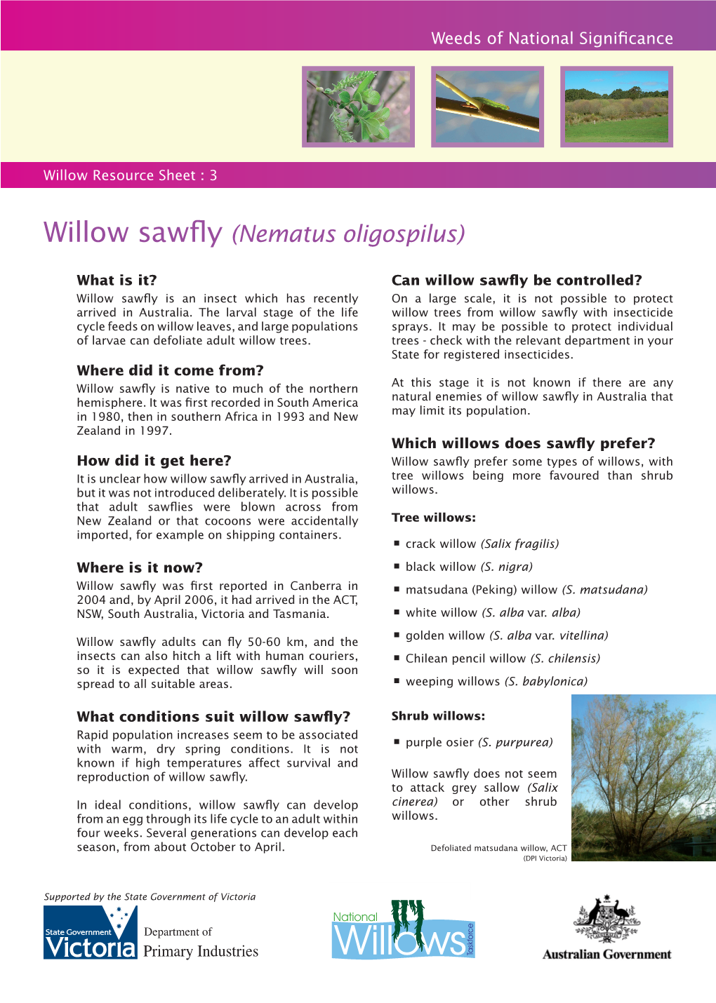 Willow Sawfly Resource Sheet.Indd