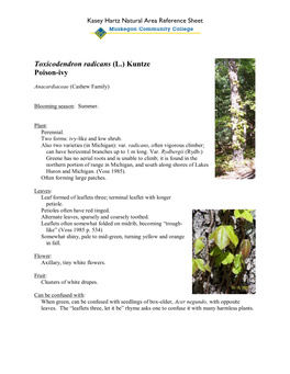 Toxicodendron Radicans (L.) Kuntze Poison-Ivy